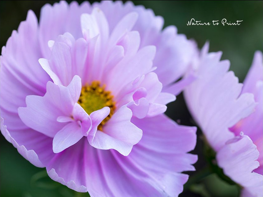 Pink Cosmea mit leicht gefüllter rosa Blüte Pink Cosmea mit gefüllter Blüte in Rosa