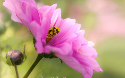 Schmuckkörbchen Cosmeen einfach vorziehen, säen & pflegen