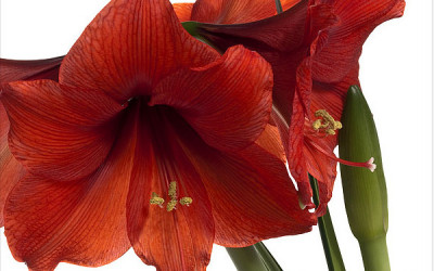 Die 10 besten Pflegetipps für prächtige Amaryllis.
