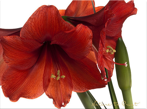 10 Pflegetipps für Amaryllis | Rote Amaryllis, freigestellt auf Weiß