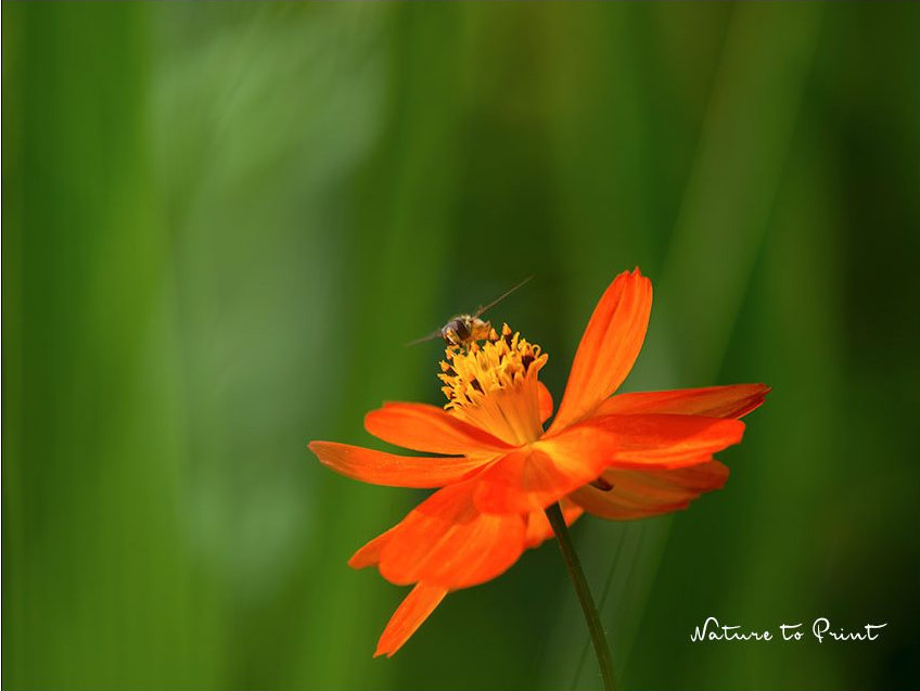Das Gelbe Schmuckkörbchen, Cosmos sulphureus, blüht gelb bis orange, wird nur etwa 40-60 cm hoch Das Gelbe Schmuckkörbchen, Cosmos sulphureus, blüht gelb bis orange, wird nur etwa 40-60 cm hoch