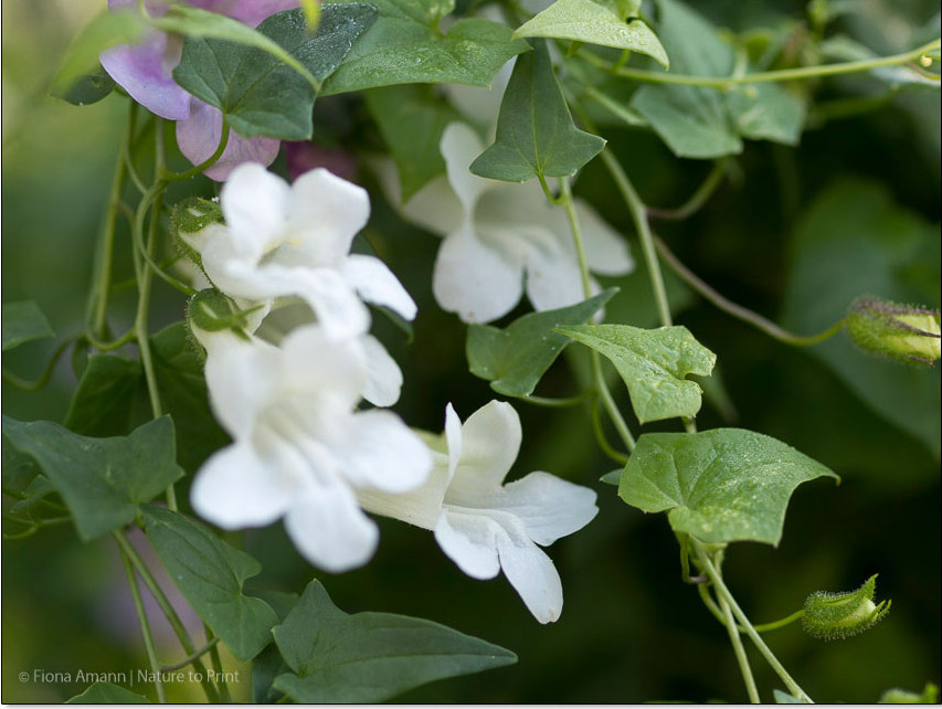 Die Arten Asarina scandens, barcaiana wislizensis und erubescens unterscheiden sich durch Blütenfarbe, aber auch durch mehr oder weniger kräftige Blätter, Triebe und Blüten. Dabei wirkt Asarina scandens sehr zart, ist aber genauso robust wie die kräftiger Asarina wislizensis.