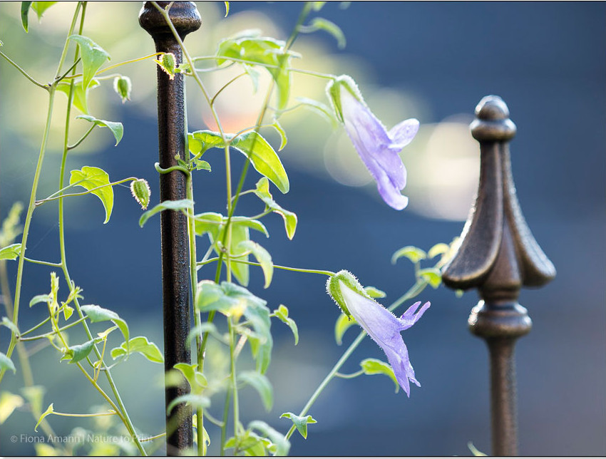 Das kletternde Löwenmäulchen ist hübsch, wirkt zart, ist aber robuster als gedacht.