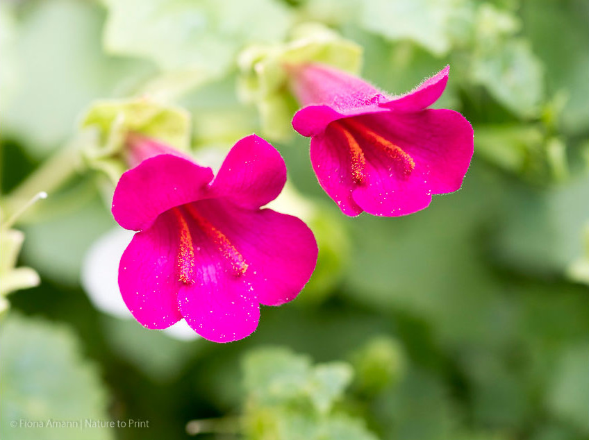 Asarina, das Kletternde Löwenmäulchen, ist eine seltene Kletterpflanze, die Hitze verträgt. Sie ist aber nicht mit dem Löwenmaul Antirrhinum verwandt. Asarina, das Kletternde Löwenmäulchen, seltene Kletterpflanze, die Hitze verträgt