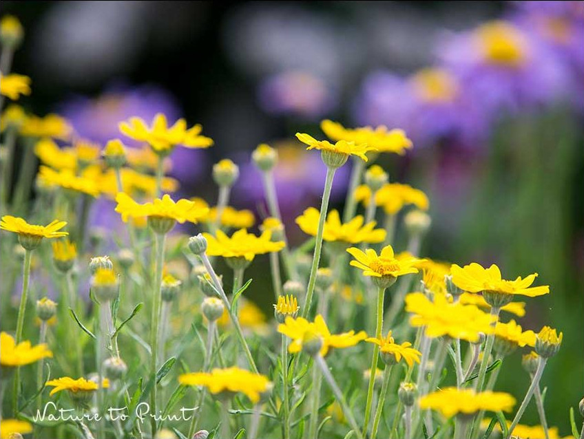 Die Wüstenaster, auch Wüsten-Goldaster, bot. Eriophyllum lanatum, pflegeleichte Staude für trockene und sonnige Lagen.