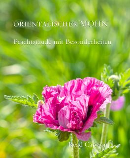 Orientalischer Mohn, Prachtkerl für kurze Zeit

Orientalischer Mohn, bot. Papaver orientalis, auch Türkischer Mohn, Türkenmohn oder Gartenmohn, genannt, ist eine Prachtstaude. Einmal gepflanzt und etabliert kommt sie jedes Jahr wieder. 

Blütezeit: zwischen Ende Mai und Juni 
Blütenfarben: Weiß, Rosa, Pink, Knallrot, Orange

Besonderheit: Die rauen, gezahnten Blätter welken bevor die letzten Blüten ihre Hüllen fallen lassen und bald darauf zieht er sich bis September / Oktober völlig in den Boden zurück.

Tipp: Neben Orientmohn hohe bis mittelhohe Stauden pflanzen, die im Sommer die Lücke im Beet kaschieren. Beispielsweise Astern, Taglilien, Purpur-Sonnenhut, Echter Sonnenhut oder Phlox.

Im Blog: Prachtstaude Orientalischer Mohn pflegen, vermehren, pflanzen, dazu ein Video.
https://www.wo-blumenbilder-wachsen.de/orientalischer-mohn-pflegen/

Kurz: https://www.insbeet.de/Orientmohn

#mohn #staudenmohn #papaver #poppy #klatschmohn #orientmohn #arzneimohn #pflanzen #pflanzenliebe #plants #blumen #staudengarten #staudenbeet #flowerporn #gartengestaltung #blumenwissen #natur #meinschönergarten #gartenwissen #gartentipps #garten #schlafmohn #gartenvideo #blumengarten #gartenfragen #gartenliebe #lebenmitblumen #gartenblog