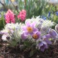 Frühling machen mit Frühblühern, Küchenschelle, Hyazinthen und anderen Zwiebelgewächsen