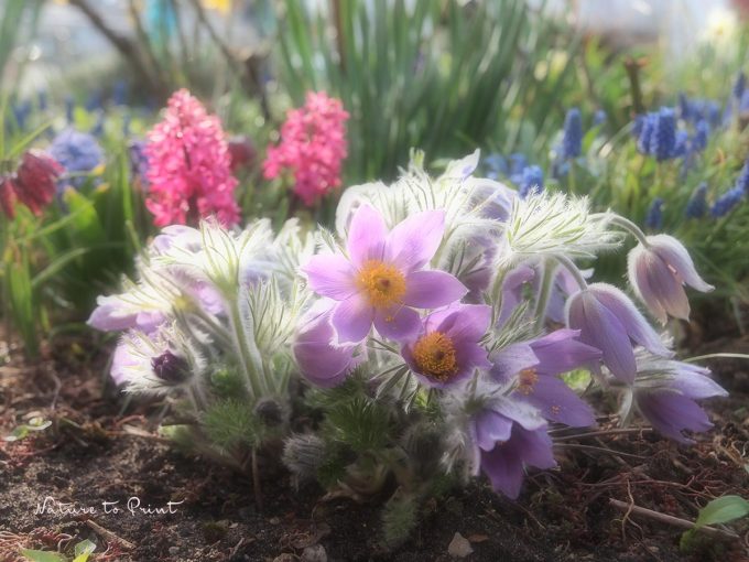 Violette Küchenschelle / Kuhschelle / Pulsatille. Im Hintergrund rosa Hyazinthen. Frühling machen mit Frühblühern, Küchenschelle, Hyazinthen und anderen Zwiebelgewächsen