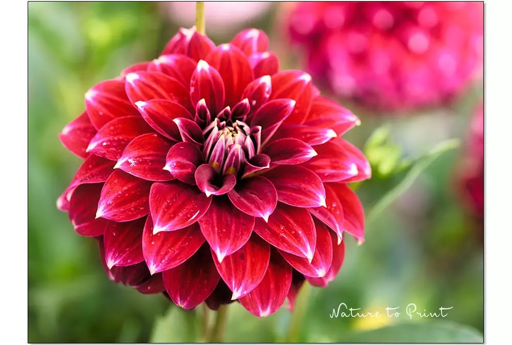 Dahlien pflegen im Topf und im Garten