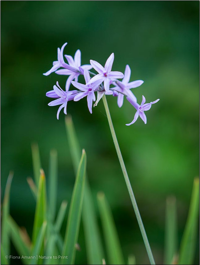 Tulbaghia violacea, Kaplilie oder Zimmerknoblauch