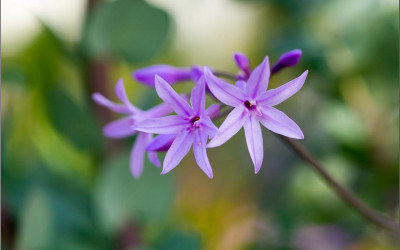 Zimmerknoblauch Tulbaghia violacea, hübsch & pflegeleicht