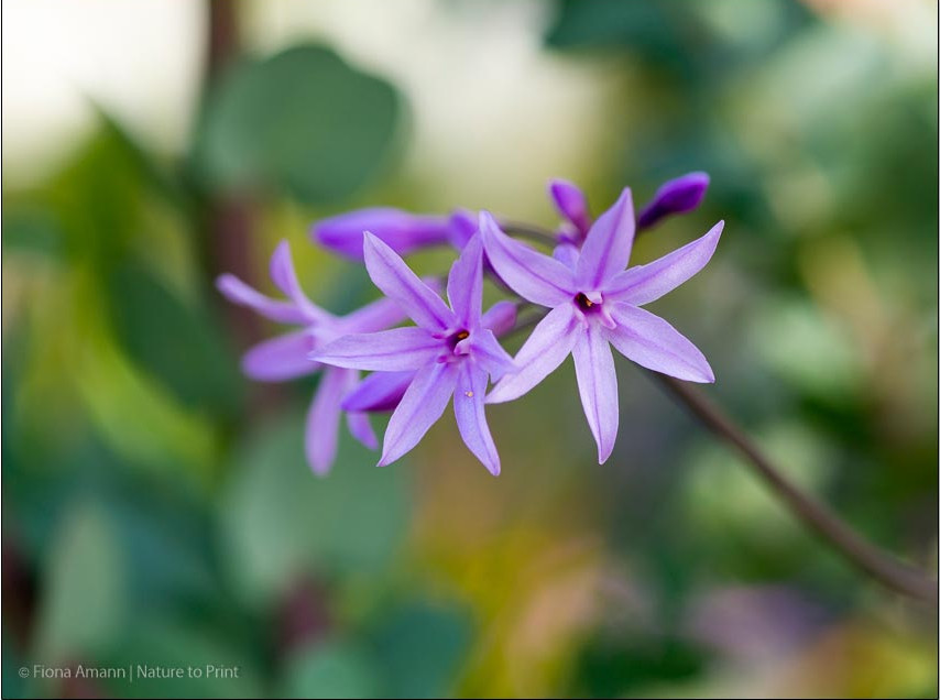Zimmerknoblauch Tulbaghia violacea, hübsch & pflegeleicht