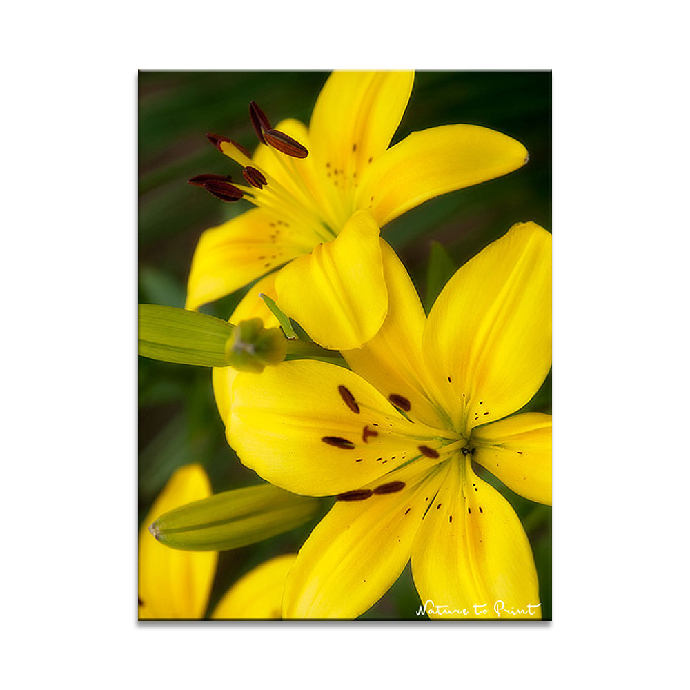 42 Pflanzen, die Allergiker meiden sollten. | Die Kletternde Herzblume blüht gelb und ist eine begehrenswerte Rarität im halbschattigen Staudenbeet: Hübsch, pflegeleicht und winterfest. Noch ein bisschen Platz am Zaun oder eine hübsche Rankhilfe frei? Dann los!