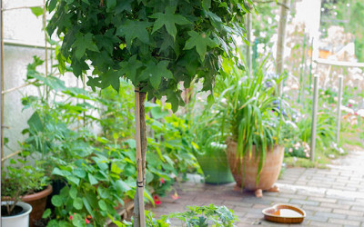 Einen kranken jungen Baum retten. 5 Tipps zur Ursachenforschung und weiteren Pflege.