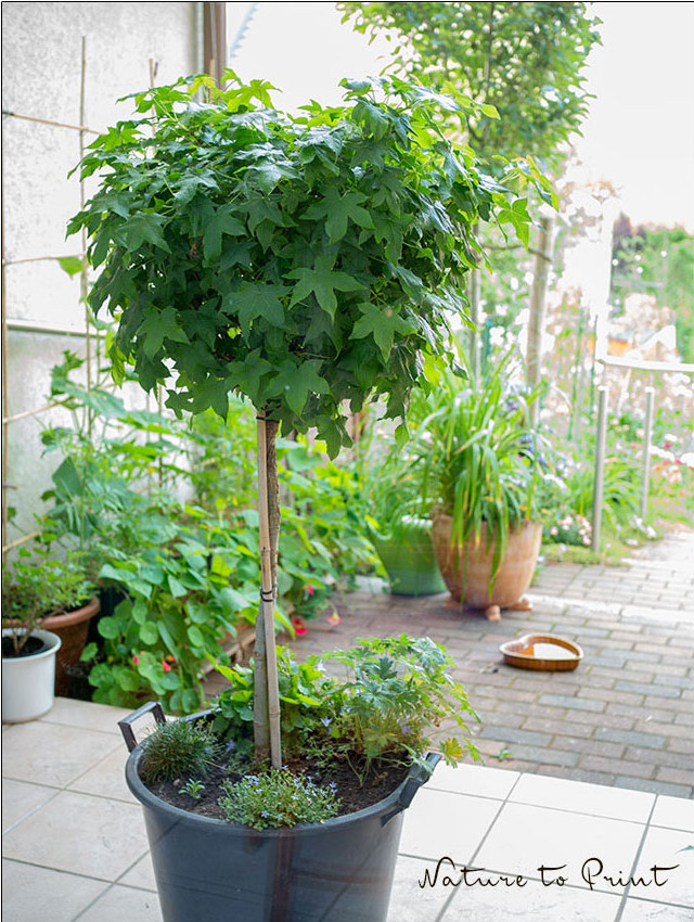 Einen jungen Baum retten | Kugel-Amberbaum im Pflanzcontainer