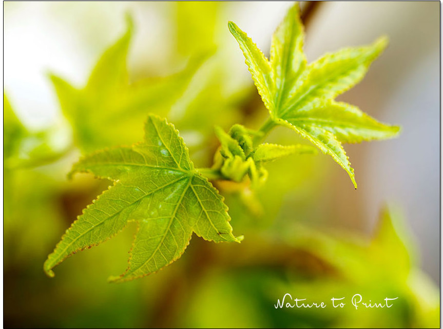 Frischer Austrieb eines Kugel-Amberbaums, Liqudambar styraciflua Gumball. Die Blätter erinnern an einen Ahorn.