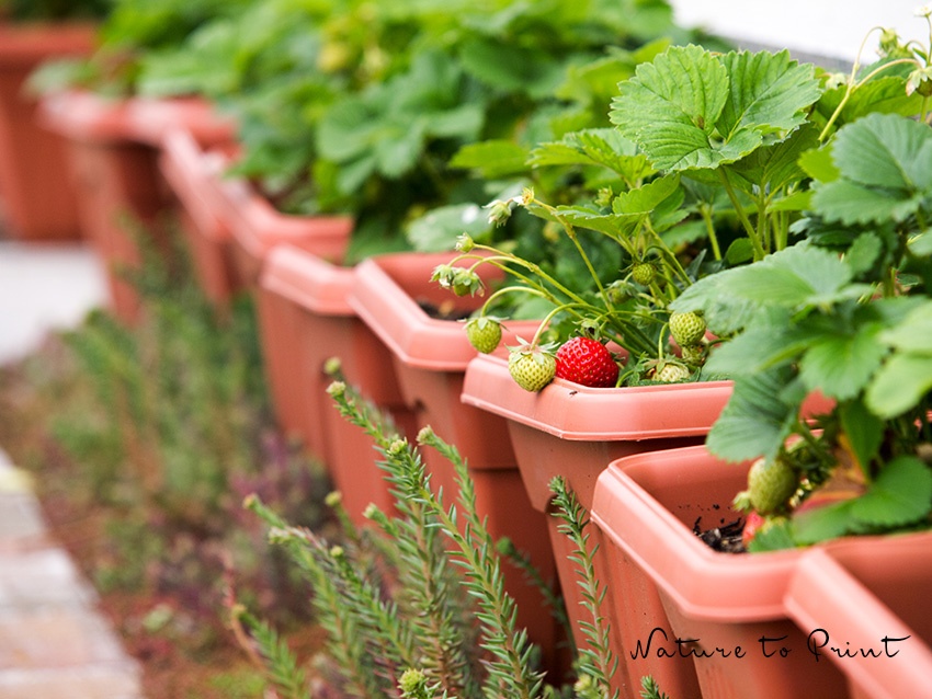 Erdbeeren in Topfkultur Wo Blumenbilder wachsen