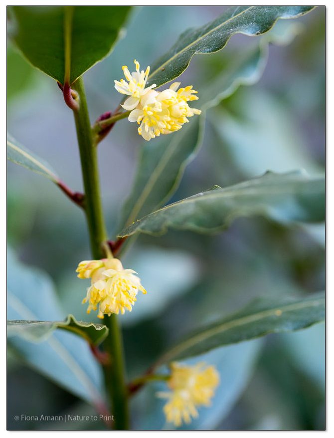 Die Blüten des Lorbeers wachsen dicht an den Trieben entlang