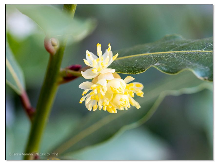 So hübsch blüht echter Lorbeer