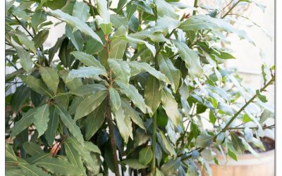 Echter Lorbeer. Einfache Pflege, reiche Ernte.