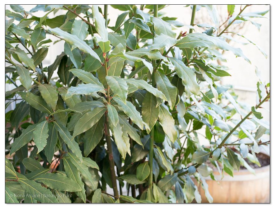 Echter Lorbeer. Einfache Pflege, reiche Ernte.