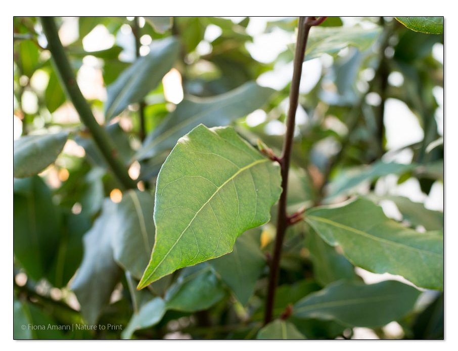 Grüne, spitz zulaufende, ledrige Blätter kennzeichnen den echten Gewürzlorbeer