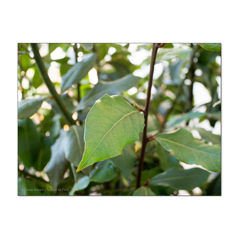 Grüne, spitz zulaufende, ledrige Blätter kennzeichnen den echten Gewürzlorbeer
