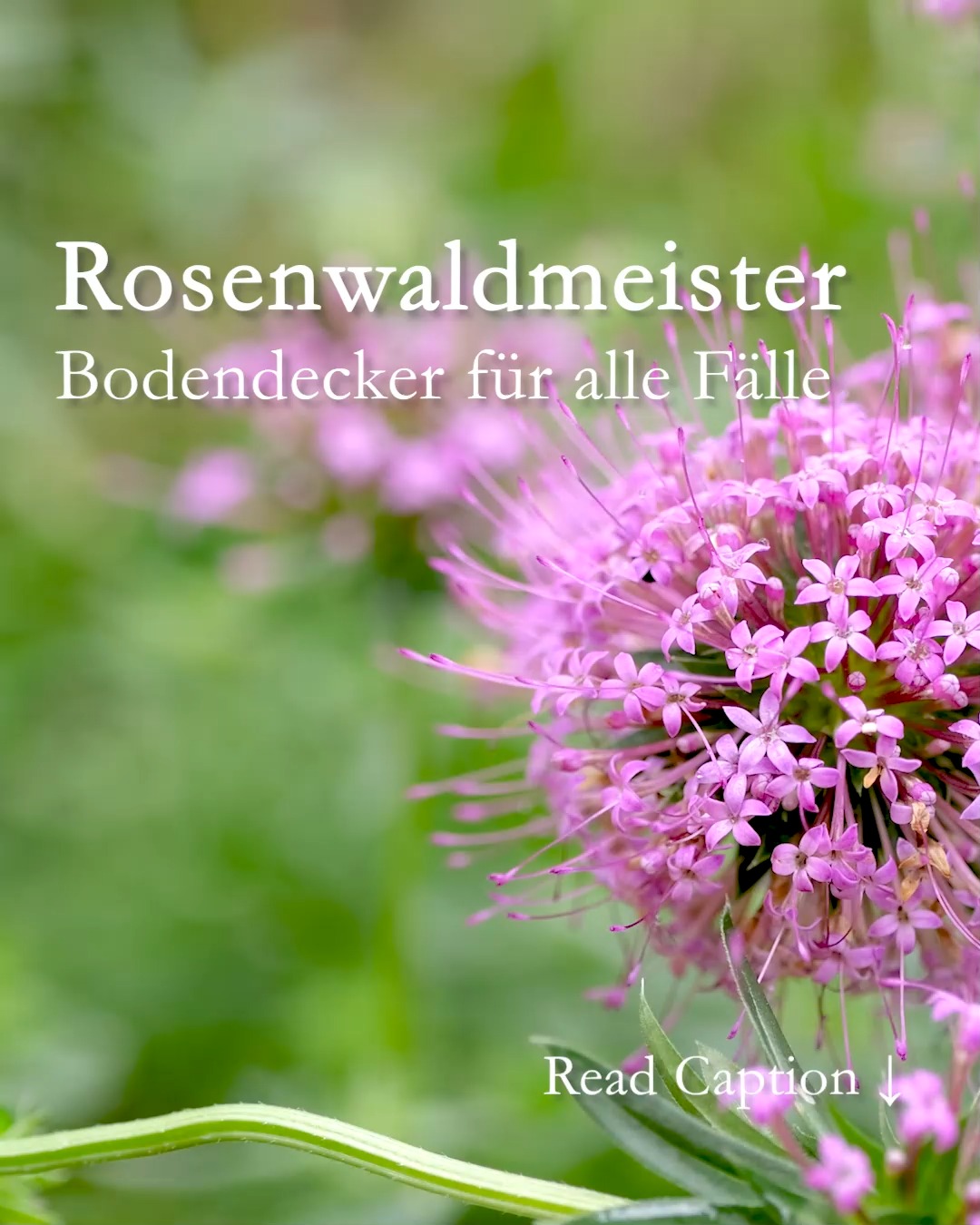 Rosenwaldmeister
Bodendecker für alle Fälle

Rosenwaldmeister aka Scheinwaldmeister, bot. Phuopsis ist ein genügsamer Bodendecker mit vielen Talenten.

Standort und Boden:
+ von sonnig bis schattig
+ wächst in jeden normalen Gartenboden
+ ist wintergrün & frostfest
+ begrünt dauerhaft Baumscheiben, Böschungen, Steingärten, Freiflächen,
+ Hangbeete und Pflanzsteine
+ legt sich Rosen zu Füßen

+ Blütezeit ab Juni bis August
+ quirlige Triebe werden etwa 30 cm lang und 15 cm hoch

Pflege

+ Rückschnitt im März
+ Rückschnitt nach der Blüte förder einen Neuaustrieb
+ leichte Düngung mit Kompost oder Staudendünger im Frühling

+++ Rosenwaldmeister zieht Bienen und Schmetterlinge an
+++ Schnecken verschmähen ihn

Einmal gepflanzt wächst und gedeiht Rosenwaldmeister von ganz alleine. Wahrlich meisterlich!

Im Blog: Video, Tipps, Pflanzpartner in Wort und Bild
https://www.wo-blumenbilder-wachsen.de/scheinwaldmeister-rosenwaldmeister/

Kurzlink: https://www.insbeet.de/Rosenwaldmeister