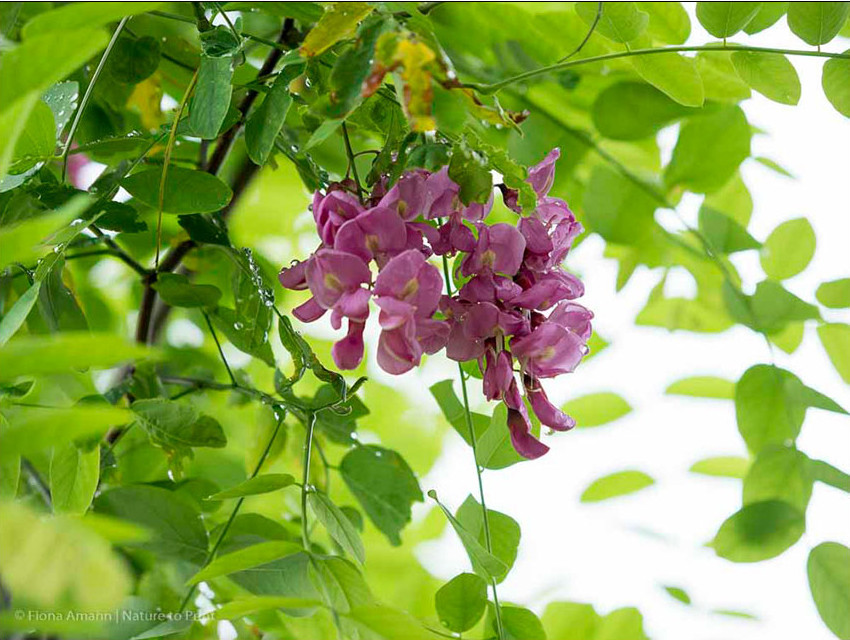 Robinie Casque Rouge, Hausbaum mit rosa Blüten