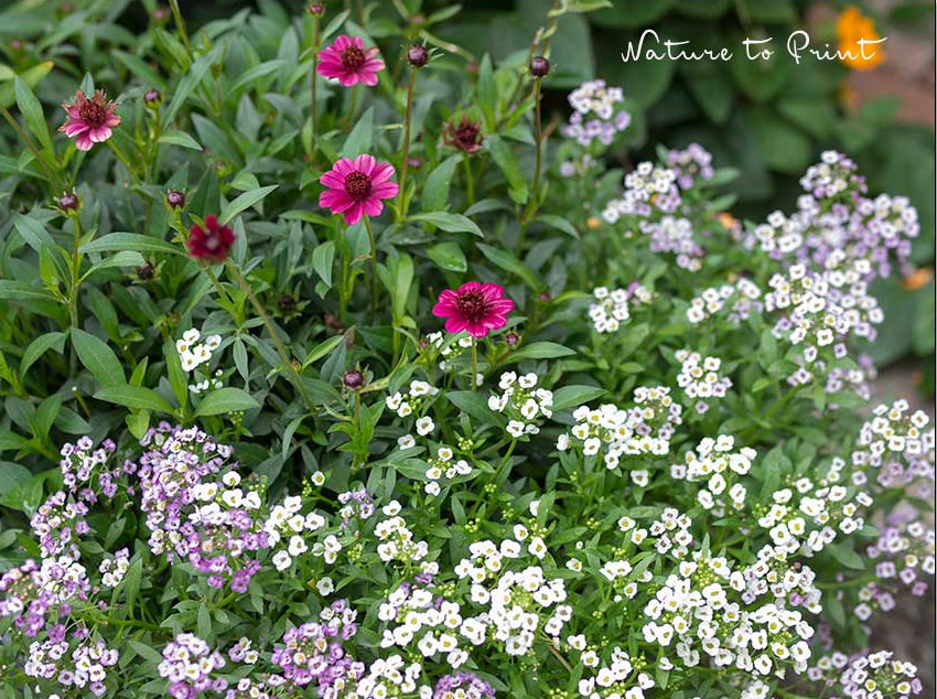 Duftsteinrich ist ein genügsamer Bodendecker für sonnige Standorte.