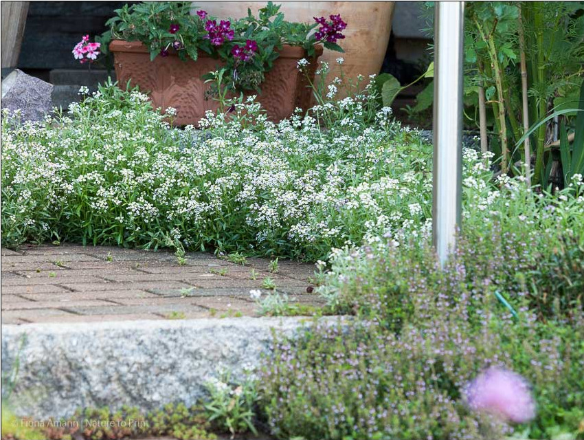 Duftsteinrich säumt die Gartentreppe mit einem duftenden Blütenteppich