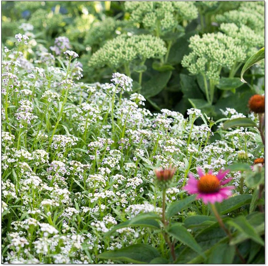 Wo Fetthenne/Sedum wächst, blüht auch Duftsteinrich. Trockenheit vertragen beide hervorragend.