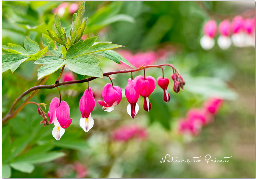 Der romantische Garten. Die Herzblume gehört ganz sicher dazu.