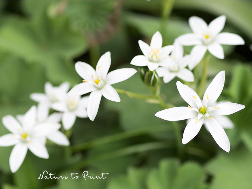 Milchstern wächst im Frauenmantel