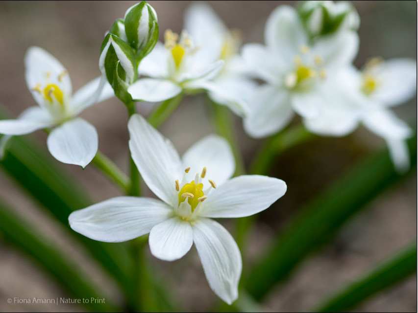 Breitblättriger Milchstern bleibt kleiner und ist nicht so invasiv, wie der später blühende Nickende Milchstern.
