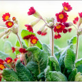Primeln vermehren, einfach Schritt für Schritt 8 Gartenprimeln vermehren durch Teilen. Eine Schritt-für-Schritt-Anleitung.