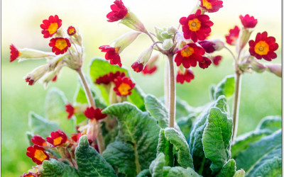 Gartenprimeln vermehren Schritt für Schritt