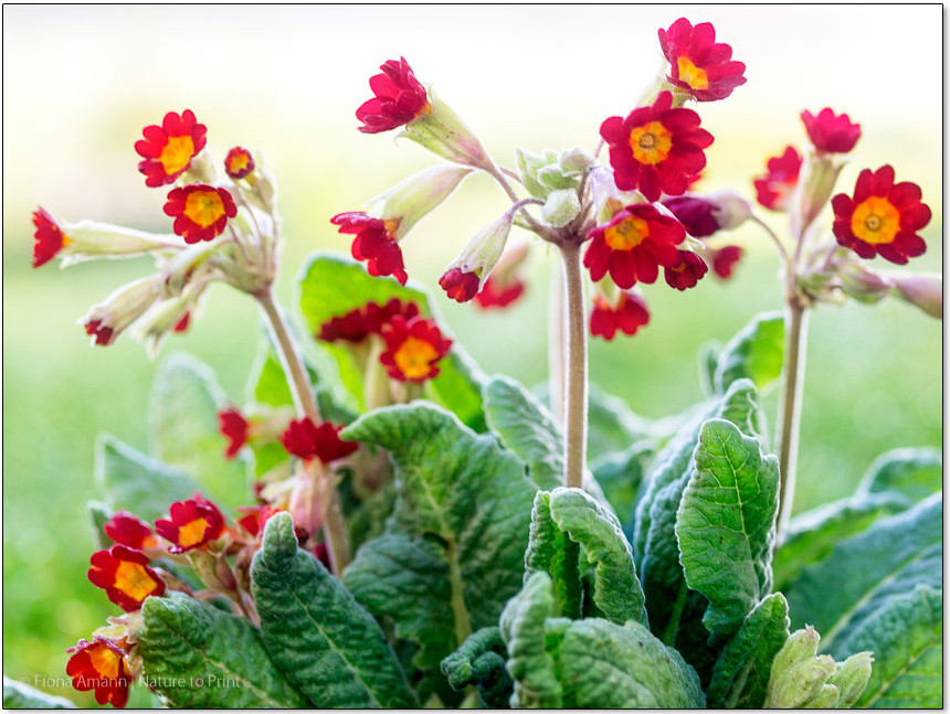 Gartenprimeln vermehren durch Teilen. Eine Schritt-für-Schritt-Anleitung.