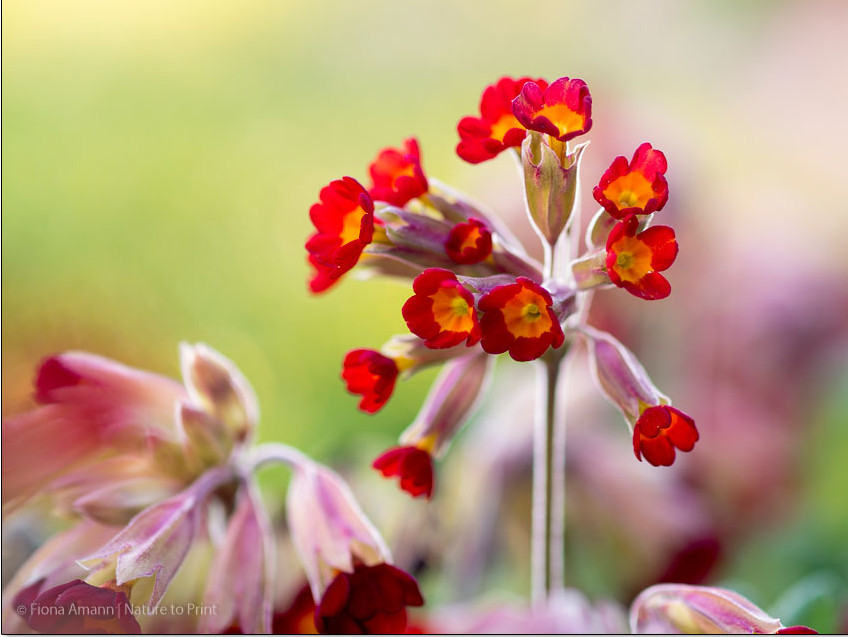 Gartenprimeln machen den Frühling heiter und bunt.