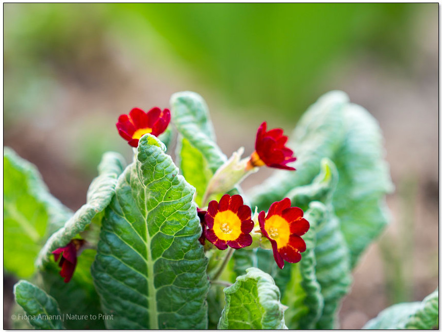 Gartenprimeln blühen, je nach Region und Lage, zwischen März und April und bis Anfang Mai.