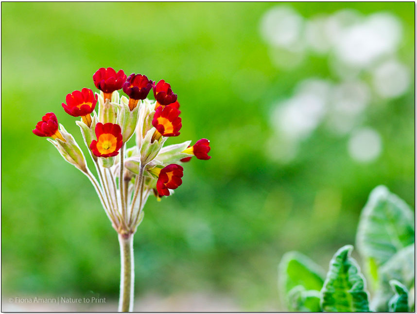 Gartenprimeln vermehren durch Teilen. Eine Schritt-für-Schritt-Anleitung.v