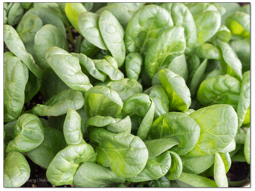 Frischer Baby-Spinat aus dem Blumenkasten ist schnell erntefreif