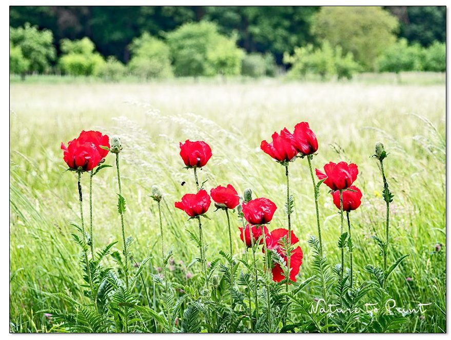 Armenischer Arzneimohn am Ende des Gartens und vor geliehener Landschaft