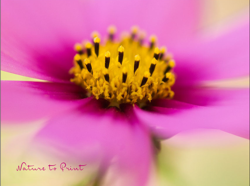 Der romantische Garten: Cosmea, das Schmuckkörbchen, gehört unbedingt dazu.