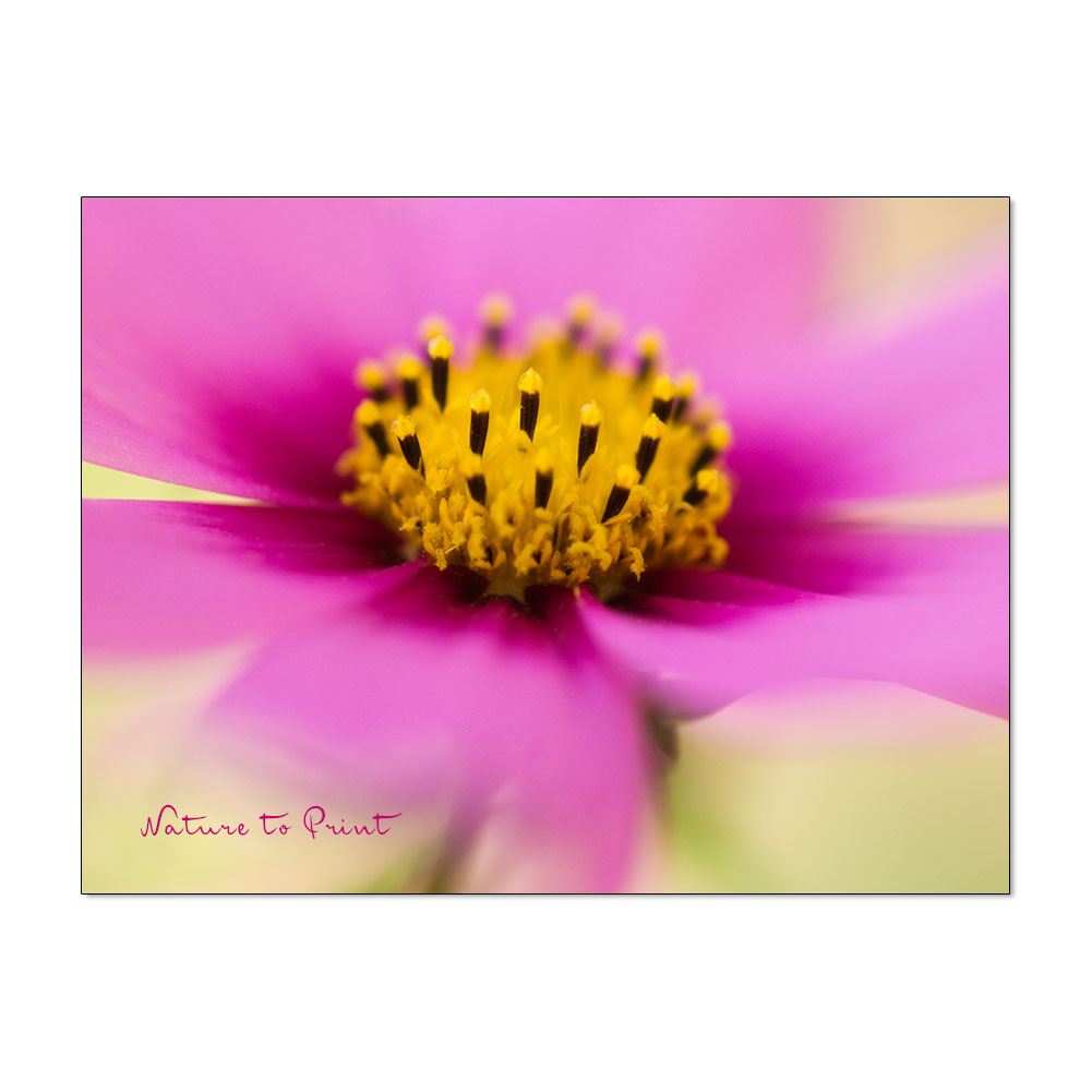 Cosmea, das Schmuckkörbchen, ist eine überaus romantische Sommerblume.