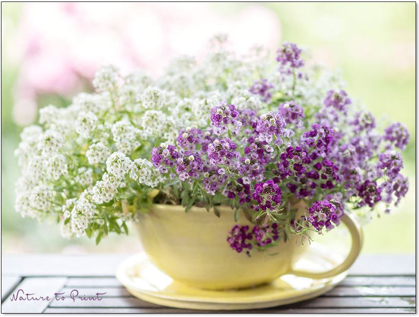 Duftsteinrich, auch Silberkraut, Lobularia maritima