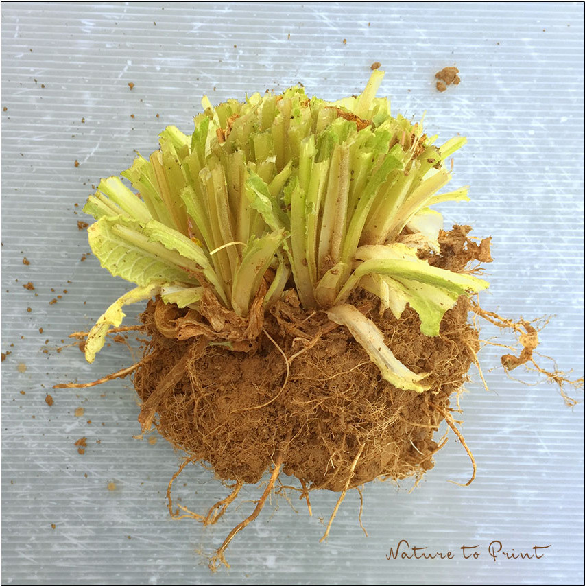 2. Schritt: Schneiden Sie die Primel bodennah ab.