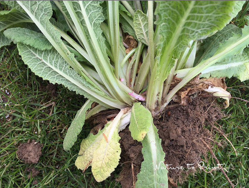 Die einzelnen Blattrosetten der Primel sind gut erkennbar.