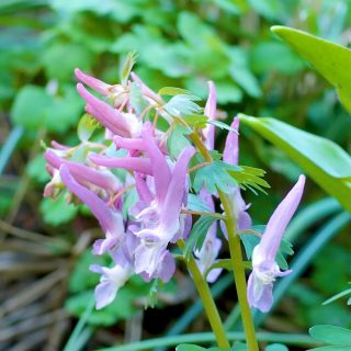 Lerchensporn, gartenwürdiger, heimischer Naturbursche & Bienenfreund

Lerchensporne, bot. Corydalis, überraschen schon im März bis April mit weißen und violetten Blüten an Uferläufen, Waldrändern, unter Büschen und Sträuchern. Bienen lieben diese hübschen und denkbar robusten Pflanzen.

Wie gut, dass diese Frühblüher auch im Garten wachsen. Ihre Pflege ist denkbar einfach: Im Herbst pflanzen und die Natur machen lassen. 

Wichtig: Lerchensporn muss zum gewählten Standort passen. Es gibt tatsächlich gravierende Unterschiede unter den 6 wichtigsten Arten.

Lerchensporne pflanzen, pflegen, vermehren und alles weitere im Blog:

https://www.wo-blumenbilder-wachsen.de/lerchensporn-corydalis

Kurz:
https://www.insbeet.de/lerchensporn

#lerchensporn #stauden #naturgarten #natur #franken #gartentipps #staudengarten #gärtnern #bienenfreundlich #blüten #garteninspiration #gartenblog #grünerdaumen #nürnberg #blumengarten #bauerngarten #pflanzenwissen #hummeln #visitfranconia #pflanzentipp #gartenblogger #ausdemgarten #pflanzentipps #gartenwissen #lebenmitblumen #garten #pflanzen