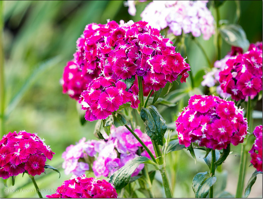 Bartnelke 'Bodenstolz" Quedlingburger.